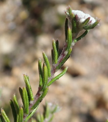 Phylica karroica