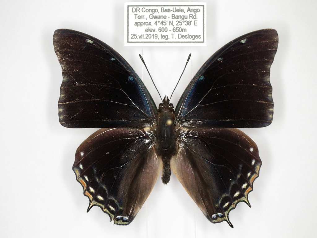 Blue Demon Charaxes