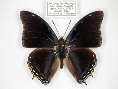 Charaxes virilis