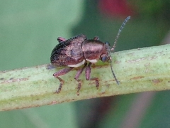 Scelodonta