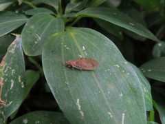 Nusalala tessellata