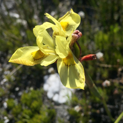 Moraea anomala