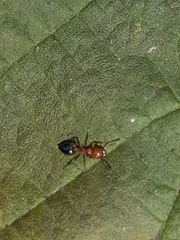 Crematogaster schmidti