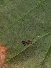 Crematogaster schmidti