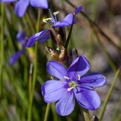 Aristea racemosa