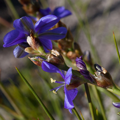 Aristea racemosa