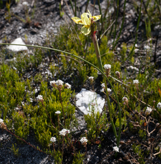 Moraea anomala