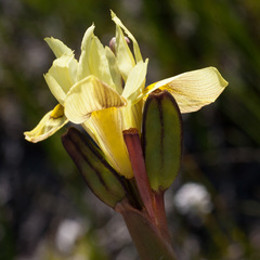 Moraea anomala