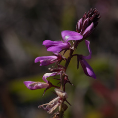 Indigofera ovata