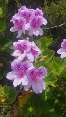 Pelargonium cucullatum cucullatum