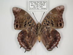 Charaxes virilis