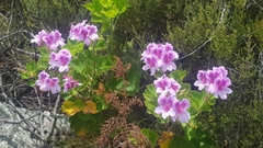 Pelargonium cucullatum cucullatum