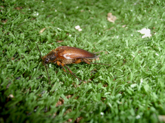 Cebrio