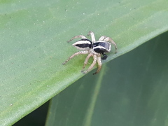 Aphirape misionensis