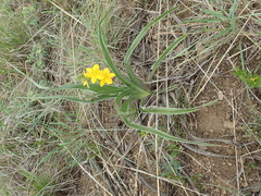 Hypoxis obtusa