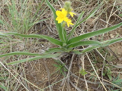 Hypoxis obtusa
