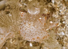 Thecacera