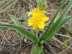 Hypoxis obtusa