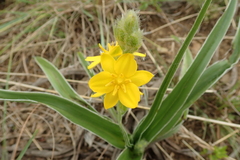 Hypoxis obtusa