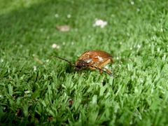 Cebrio