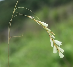 Dierama sertum