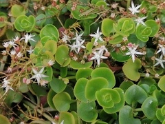 Crassula spathulata
