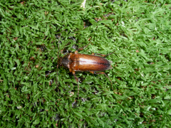 Cebrio