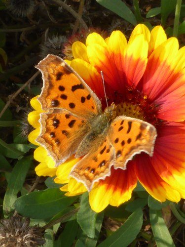 Asian Comma