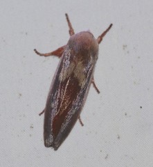 Cryptophasa rubescens