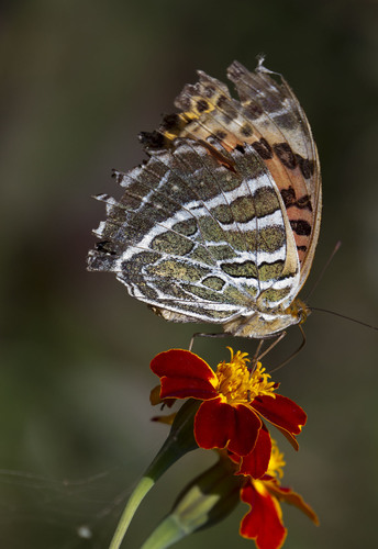 Argynnis childreni