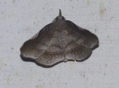 Orthozancla rhythmotypa