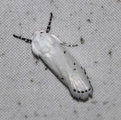 Cryptophasa nigricincta