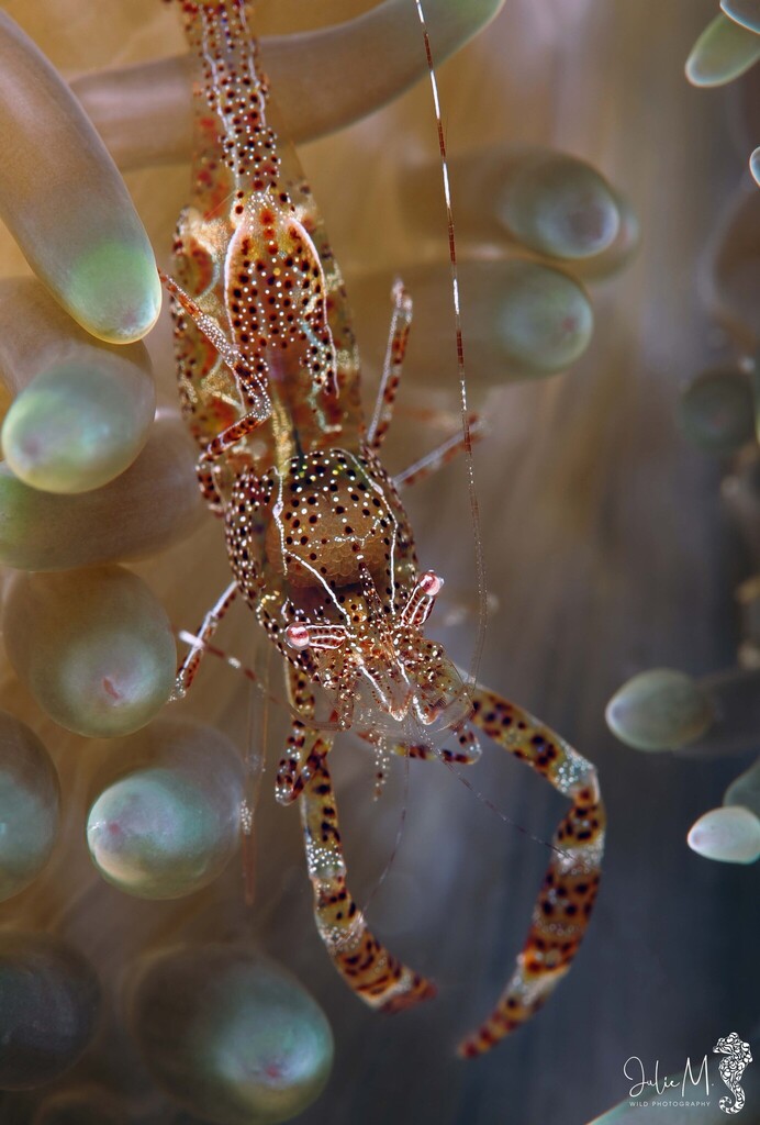 Sun Anemone Shrimp