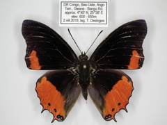 Charaxes anticlea adusta