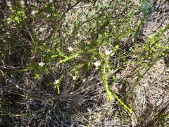 Lachnaea filicaulis