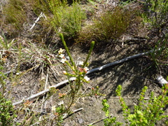 Lachnaea filicaulis
