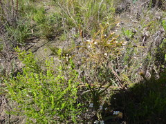 Lachnaea filicaulis