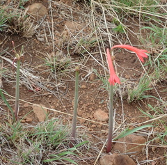 Cyrtanthus contractus