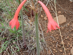 Cyrtanthus contractus