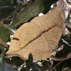 Doleschallia bisaltide australis