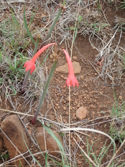 Cyrtanthus contractus
