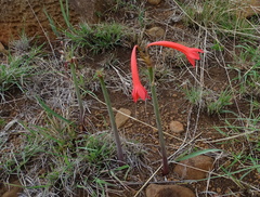 Cyrtanthus contractus