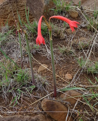 Cyrtanthus contractus
