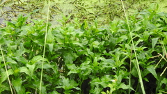 Gymnocoronis spilanthoides