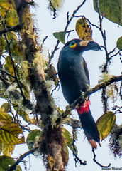 Andigena laminirostris