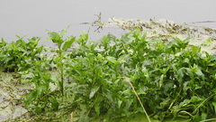 Gymnocoronis spilanthoides