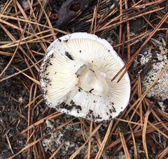 Hygrophorus ponderatus