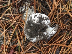 Hygrophorus ponderatus