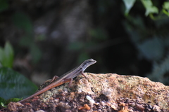 Sphenomorphus dussumieri