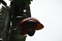 Ensete superbum